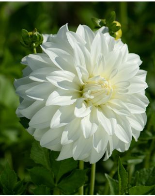 Dahlia ‘White Perfection’ Tubers | Pack of 4 | SALE 65%