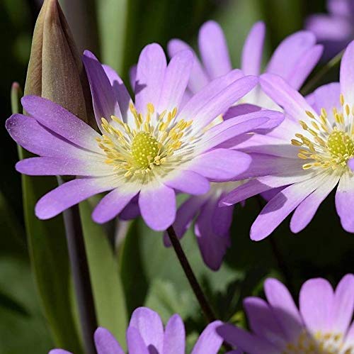Anemone Bland Charmer 5/6 cm | Pack of 20