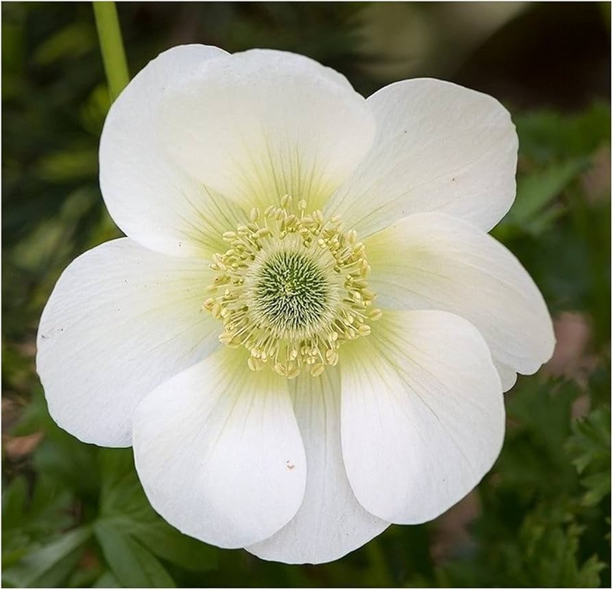 Anemone Coronaria ‘The Bridge’ Bulbs – Pack of 20