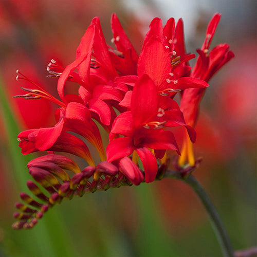 Crosomia Large Flowering | Pack of 10