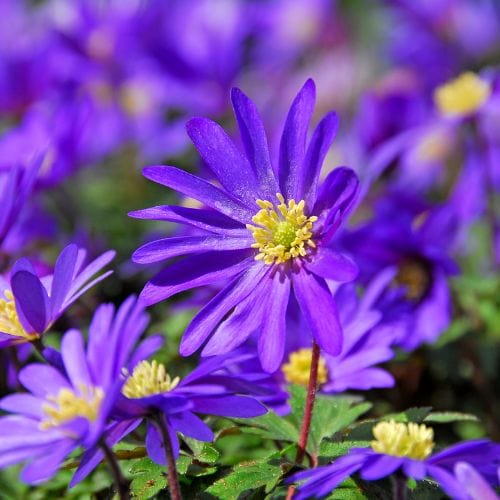 Anemone Blanda Mix Cat B