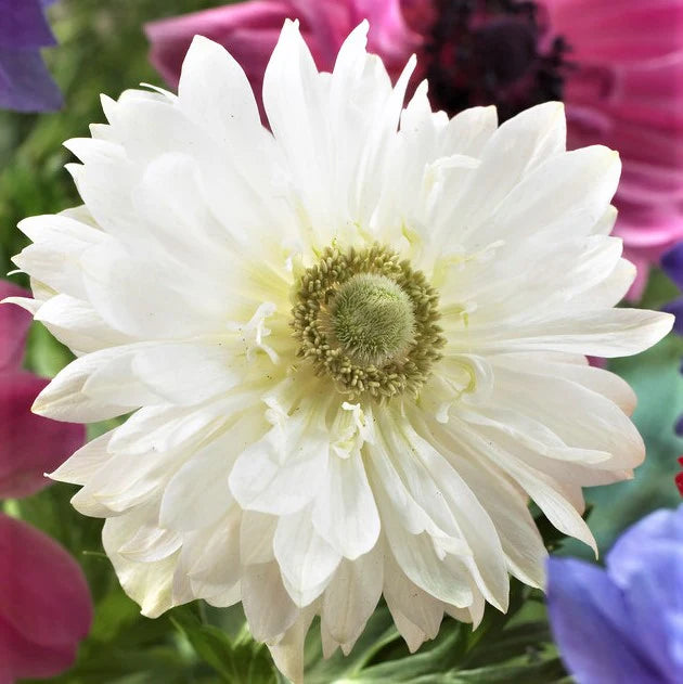 Anemone ‘Mount Everest’ – 4/5 cm | Pack of 25