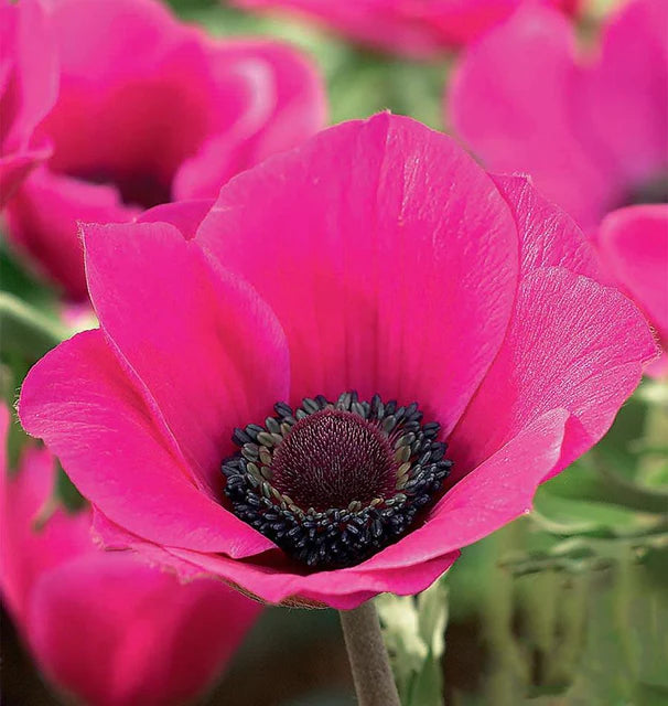 Anemone De Cean Syphile 5/6 cm