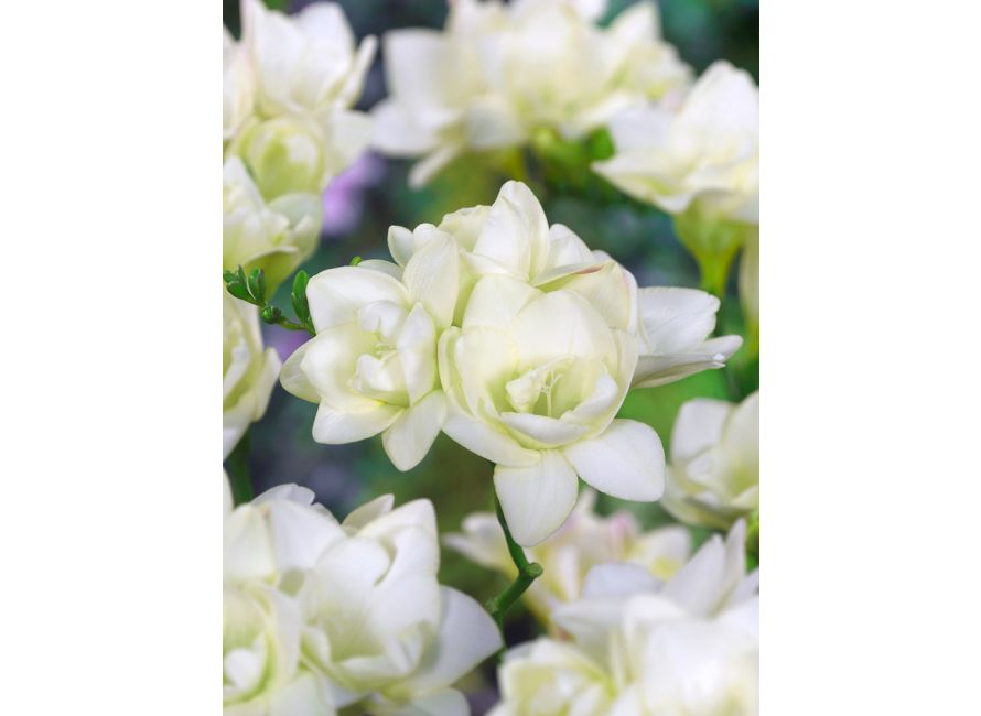 Freesia Giant Double White Pack of 20