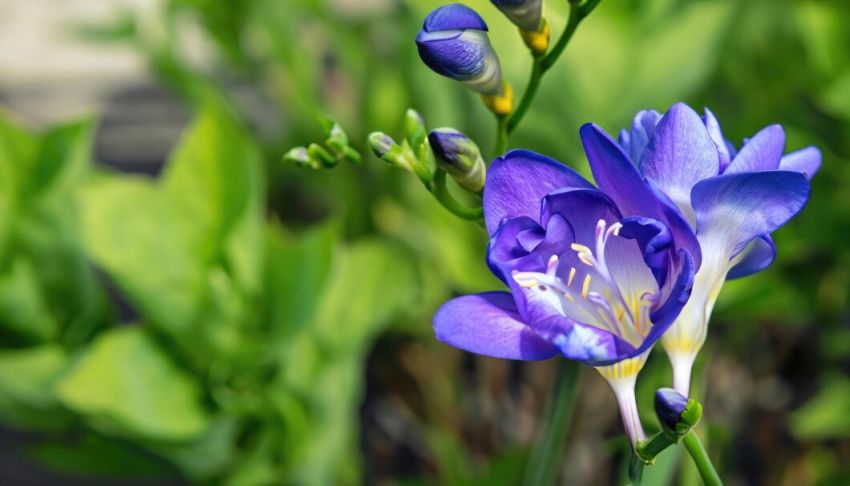 Freesia Double Blue Bulbs – Fragrant Double Flowers