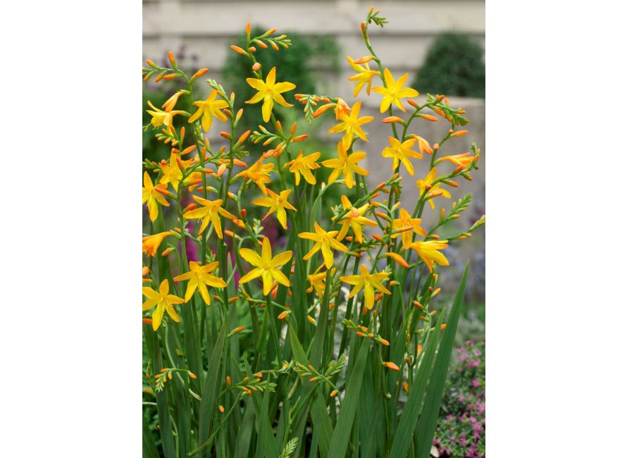 Crocosmia George Davison Pack of 20