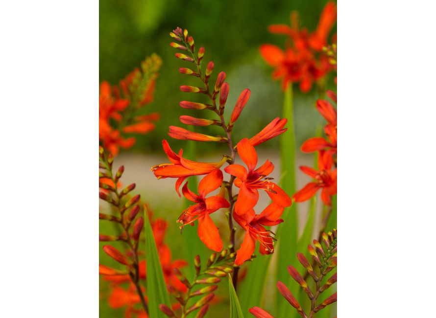 Crocosmia Lucifer Pack of 10