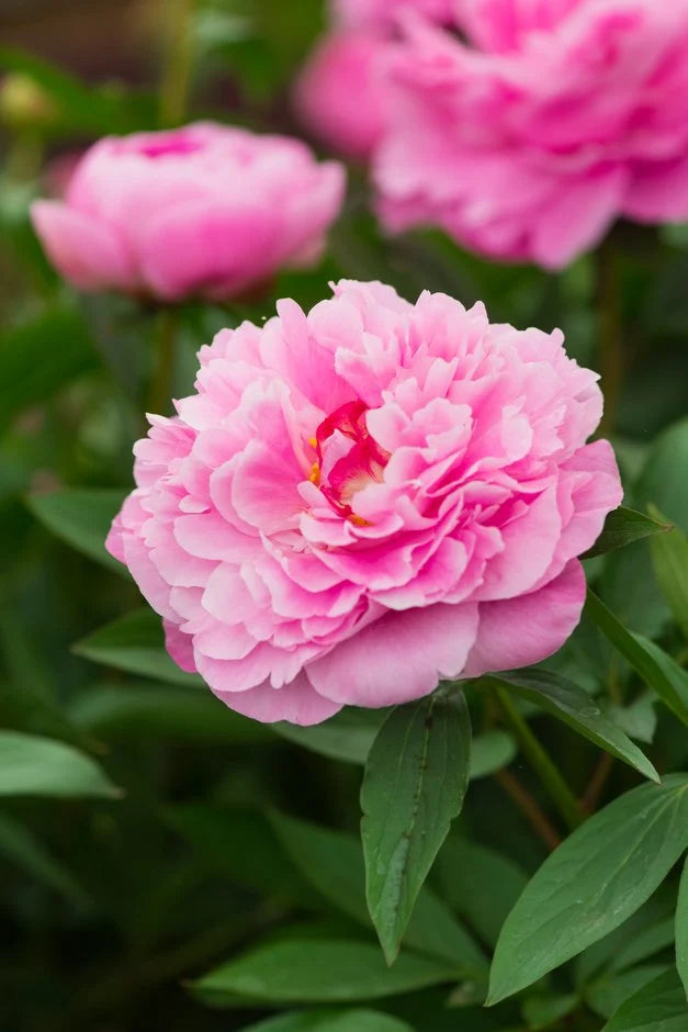 Dhalia Alekxandre Fleming | pack of 1