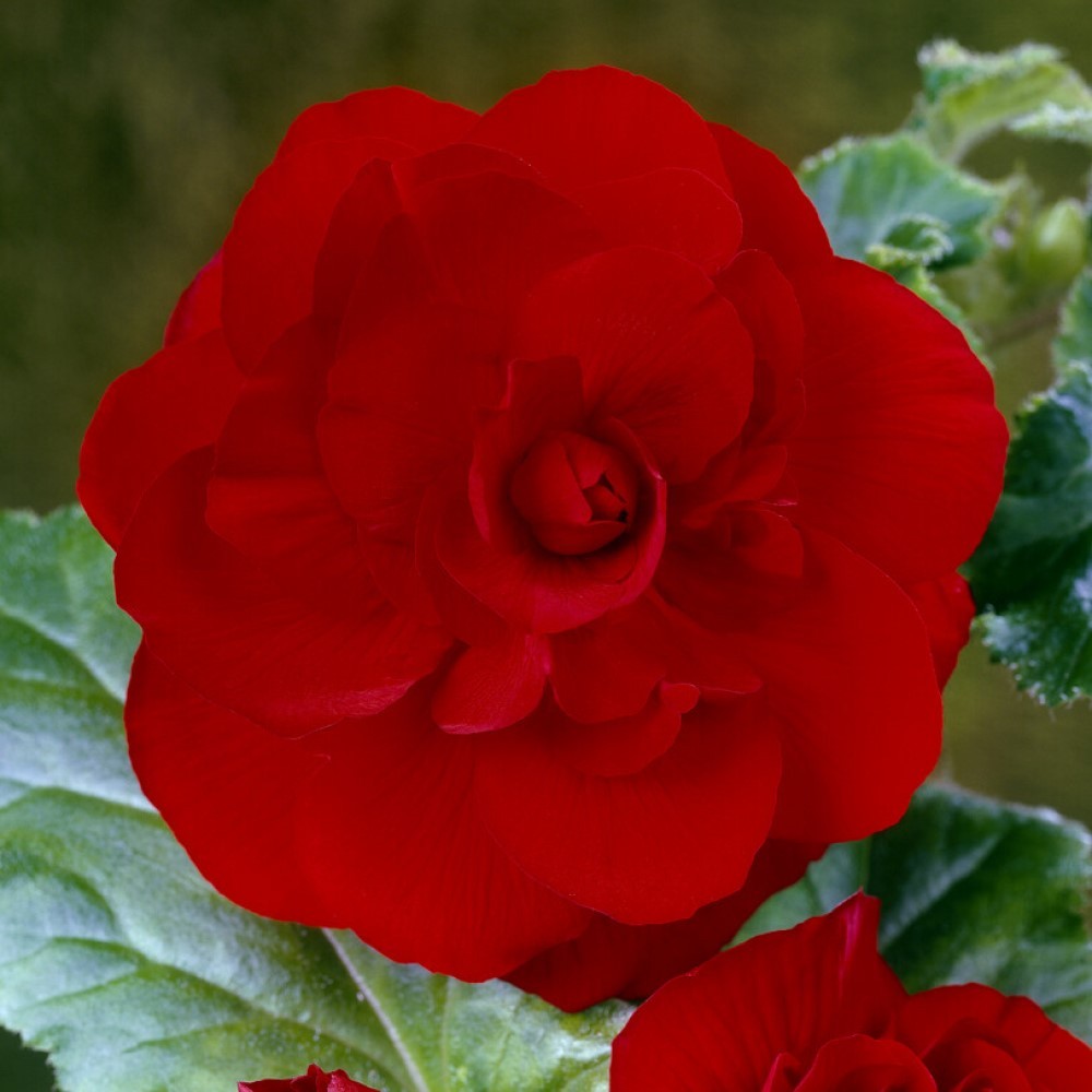 Begonia Double Mix β 5/6 cm | Pack of 5