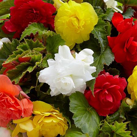 Begonia Mix Cat B | pack of 10
