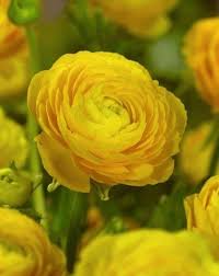 🌼 Ranunculus Tomer Yellow Bulbs (Pack of 20)