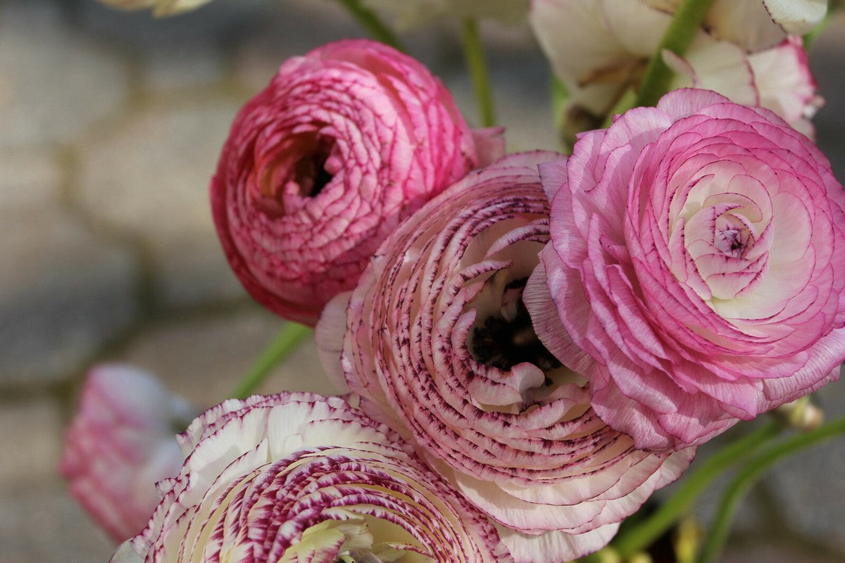 Ranculus Tommer Picotte