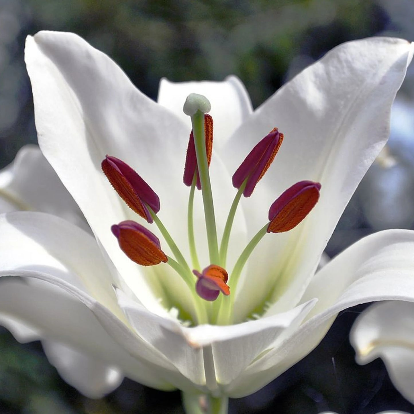 Lilium Casa Blanca | Pack of 2