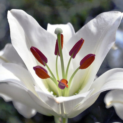 Lilium Casa Blanca | Pack of 2