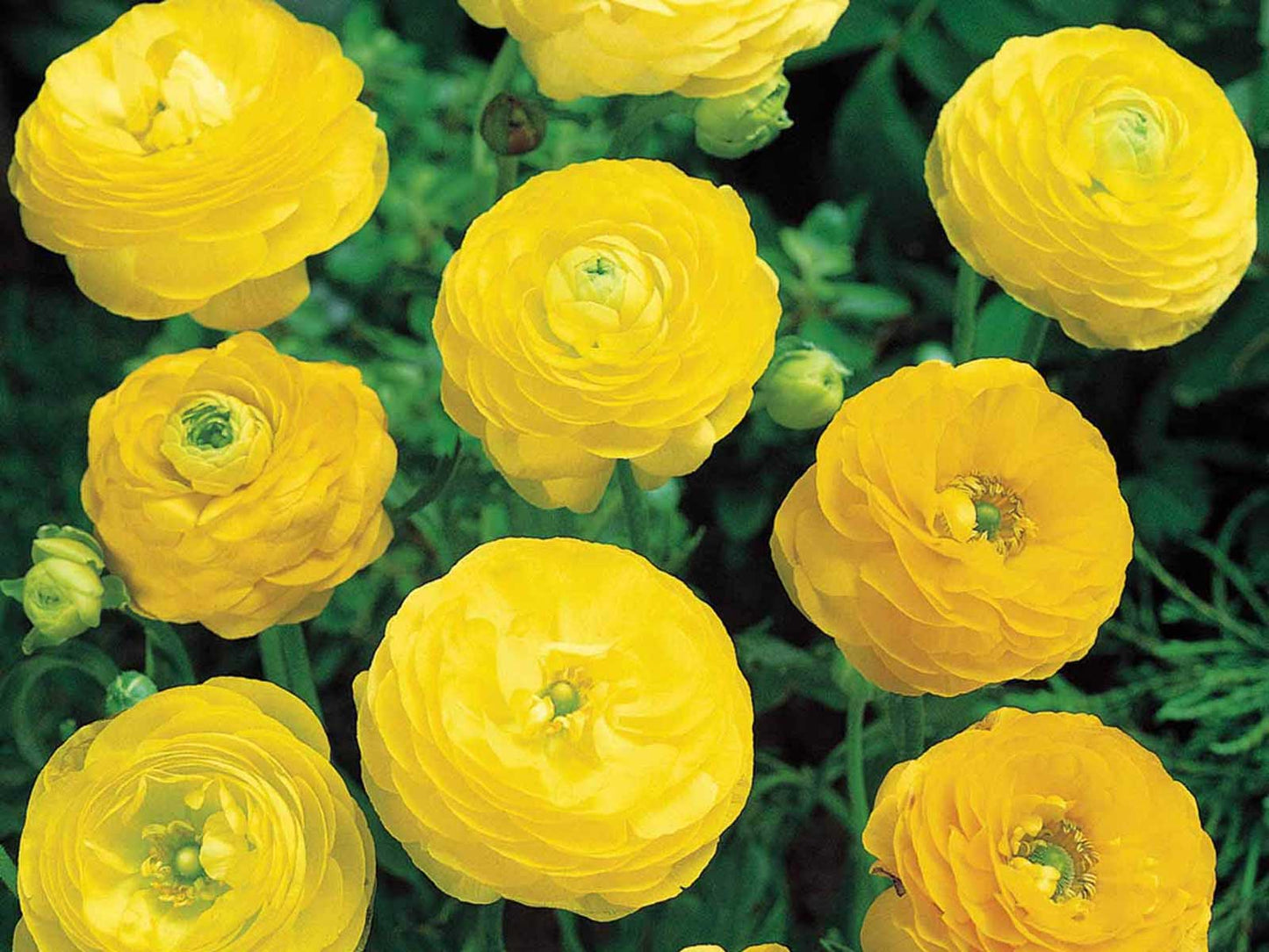 🌼 Ranunculus Tomer Yellow  Bulbs (Pack of 20)