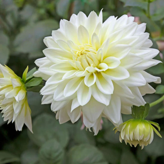 Dahlia ‘White Perfection’ Tubers | Pack of 4 | SALE 65%