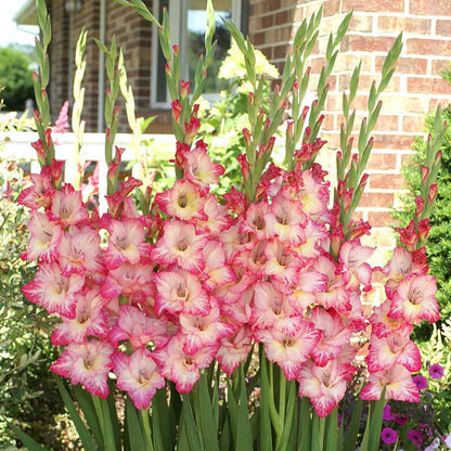 Gladiolus Pricila Giant Category B