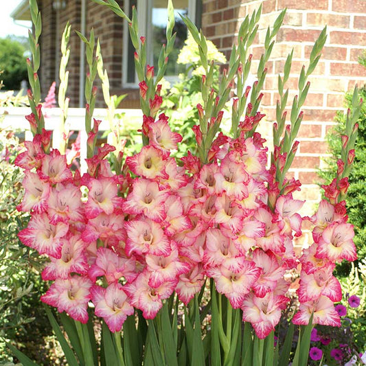 Gladiolus Pricila Giant Category B