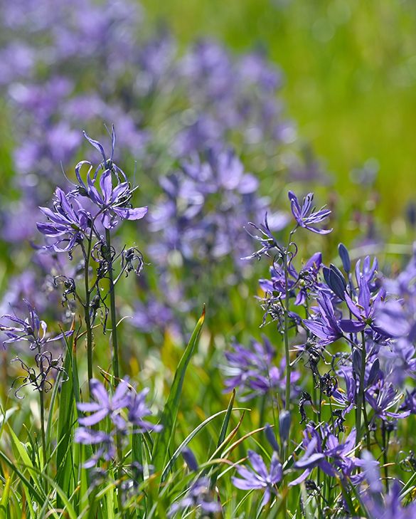 Camasia Esculenta 6cm | Pack of 20