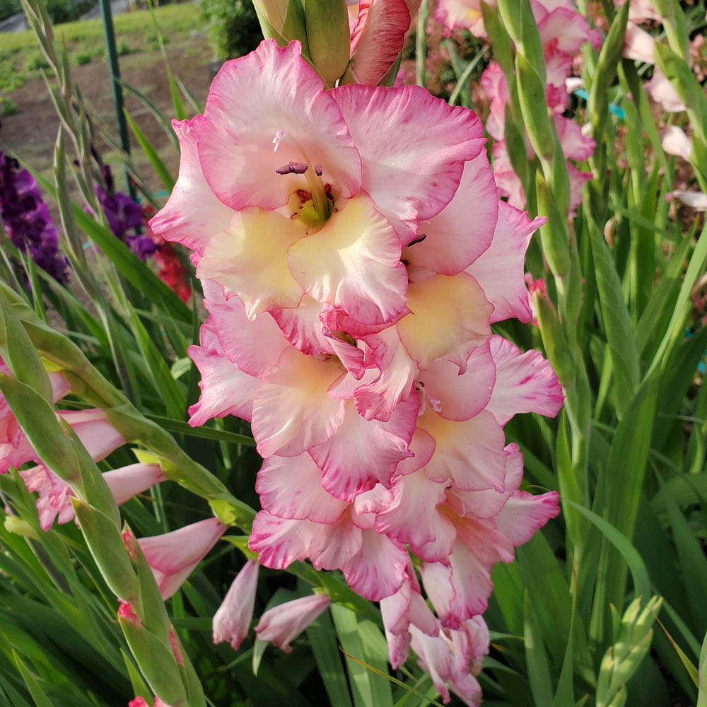 Gladiolus Pricila Giant Category B