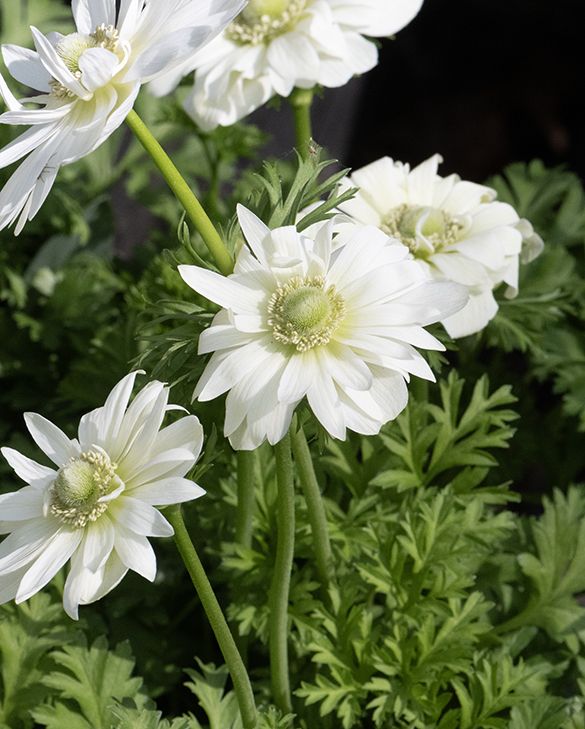 Anemone ‘Mount Everest’ – 4/5 cm | Pack of 25