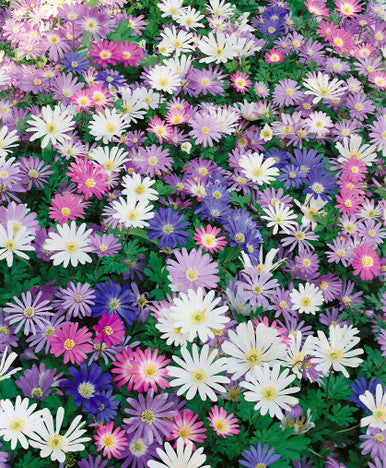 Anemone Blanda Mix Cat B
