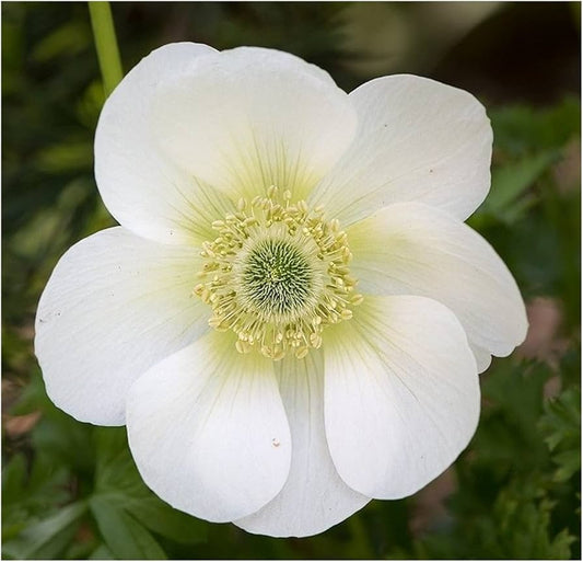 Anemone Coronaria ‘The Bridge’ Bulbs – Pack of 20