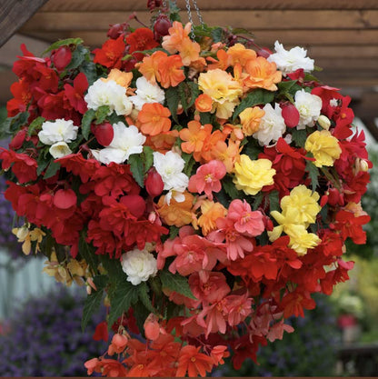 Begonia Mix Cat B | pack of 10