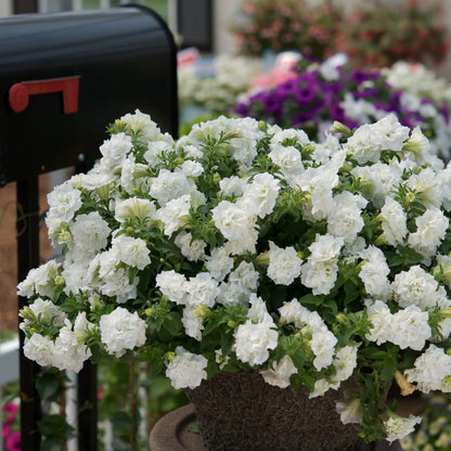 Begonia Double White | Pack of 5