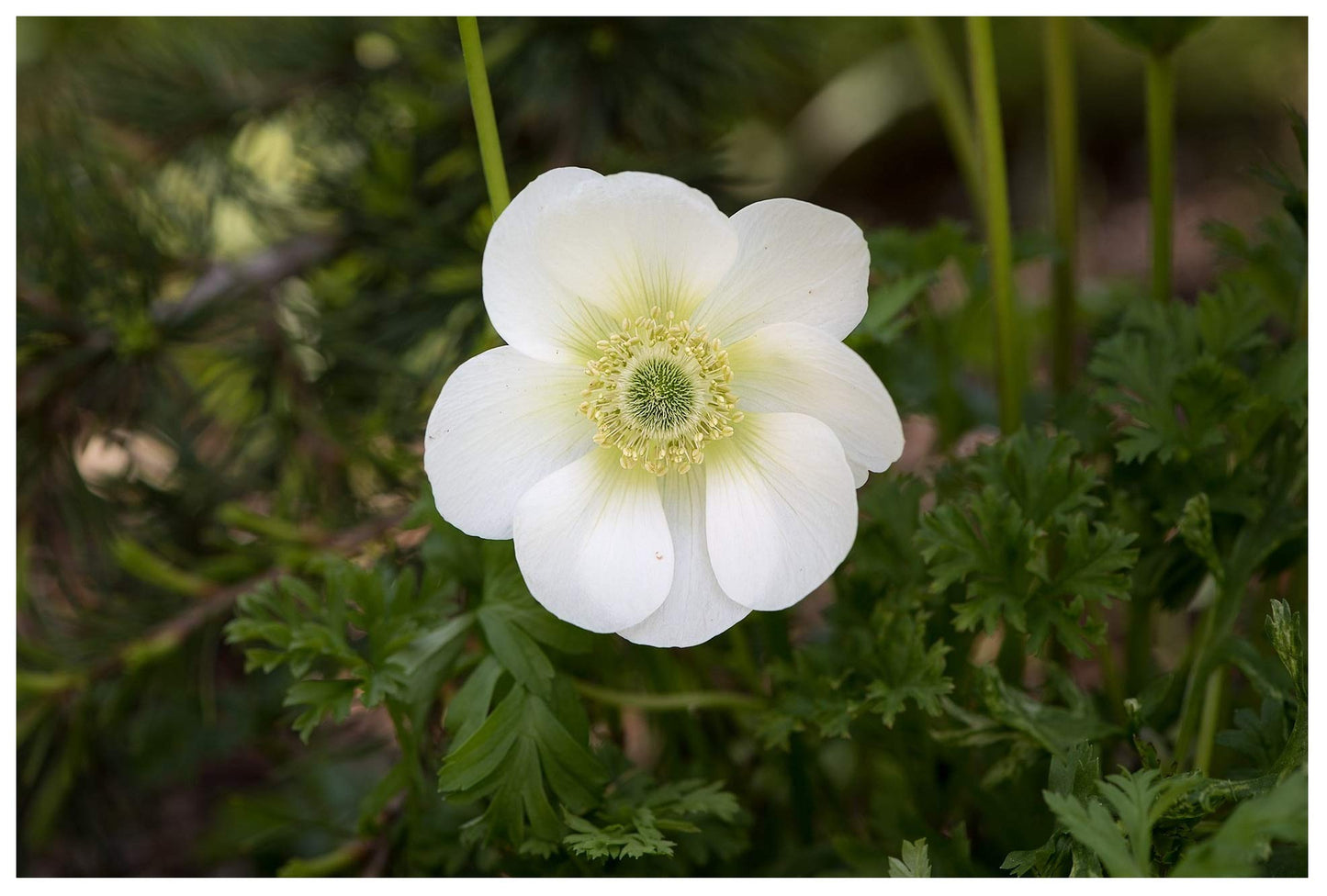 Anemone Coronaria ‘The Bridge’ Bulbs – Pack of 20