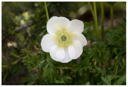 Anemone Coronaria ‘The Bridge’ Bulbs – Pack of 20