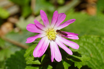 Anemone Blanda Mix 5/6 - 6/7 cm  | Pack of 20 Cat A