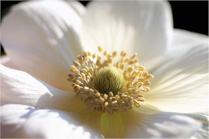 Anemone Coronaria ‘The Bridge’ Bulbs – Pack of 20