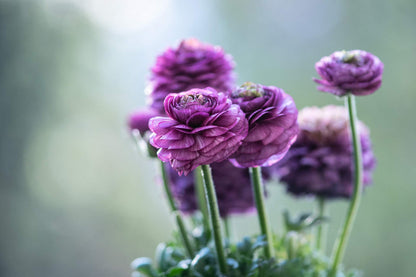 Ranculus Tommer Purple