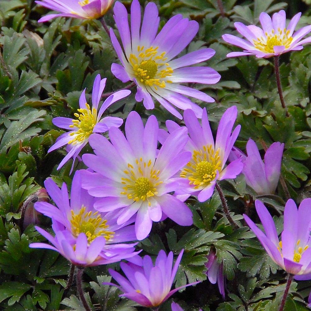Anemone Bland Charmer 5/6 cm | Pack of 20