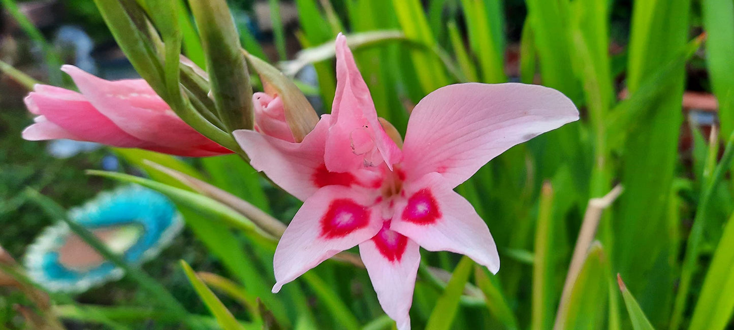 Gladiolus Nanus “Impressive”  Bulbs | Pack of 10