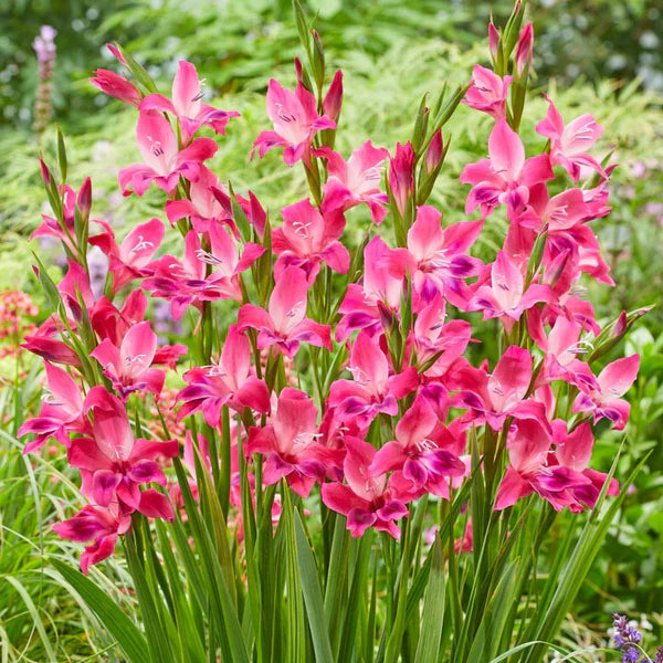 Gladiolus Volcano Cat B | Pack of 20 and 20 FREE