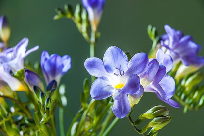 Freesia Double Blue Bulbs – Fragrant Double Flowers