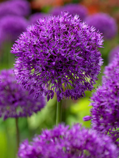 Dhalia Purple Sensation Cat B | Pack of 4