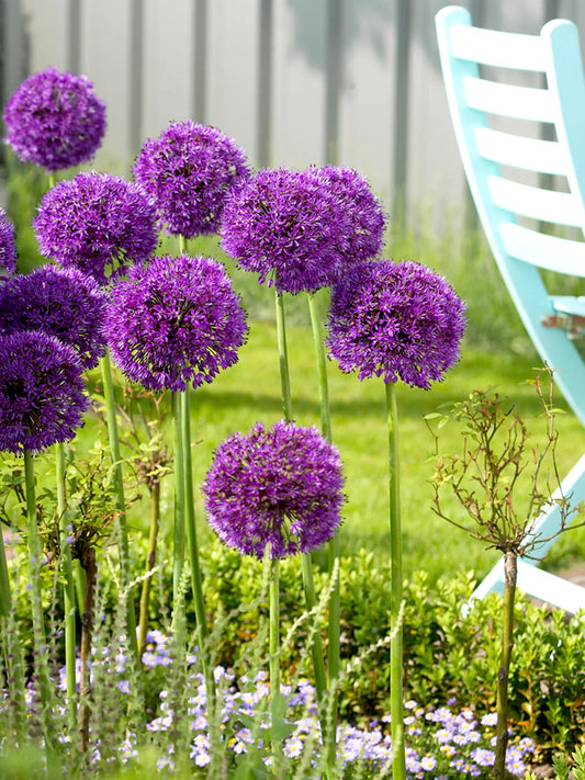 Dhalia Purple Sensation Cat B | Pack of 4