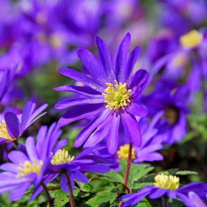 Anemone Blanda Mix Cat B