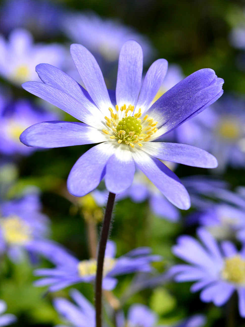 Anemone Blanda Mix 5/6 - 6/7 cm  | Pack of 20 Cat A