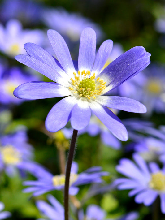Anemone Blanda Mix 5/6 - 6/7 cm  | Pack of 20 Cat A