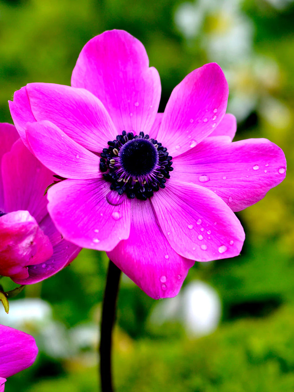 Anemone De Cean Syphile 5/6 cm
