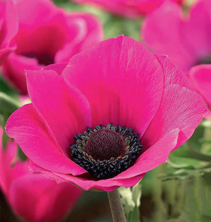 Anemone De Cean Syphile 5/6 cm