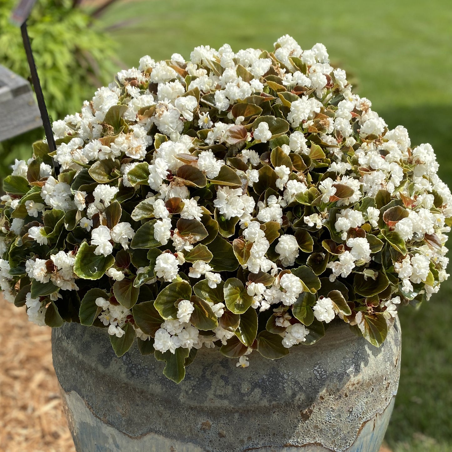 Begonia Double White | Pack of 5
