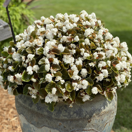 Begonia Double White | Pack of 5