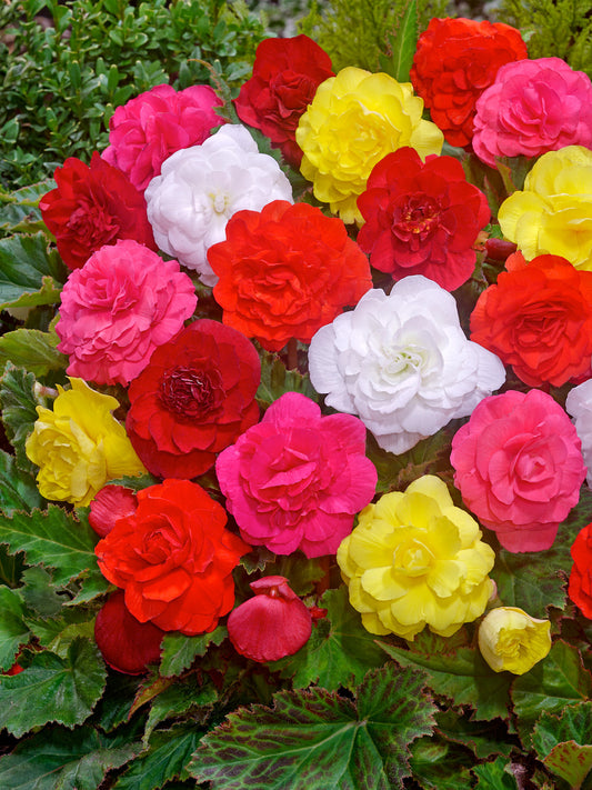 Begonia Double Mix – 5/6 cm  | Pack of 5