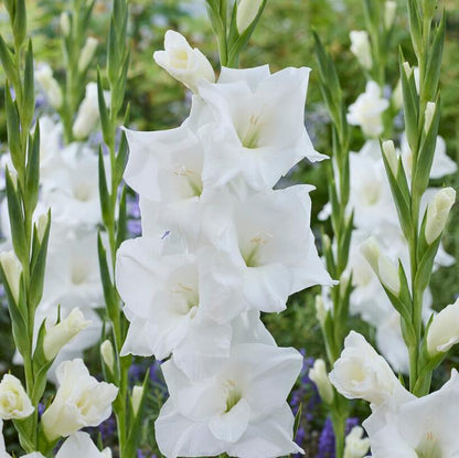 Gladius Alexandre The Great | 20 Bulbs Cat B