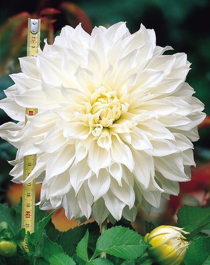 Dahlia Yellow Heaven Topsize Tuber – Bright Yellow Summer Blooms 🌼🌞 3x